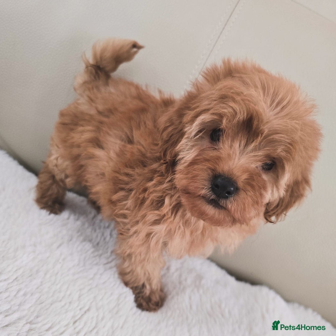 Maltipoo dogs for sale: Toy maltipoo puppies - Image 14