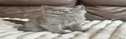 British Shorthair cats for sale: TICA Registered BritishShorthairKittens  Ready now - Advert 15