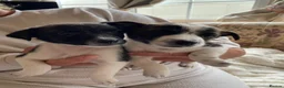 Jack Russell dogs for sale: 2 beautiful male Jack Russell pups  - Advert 4