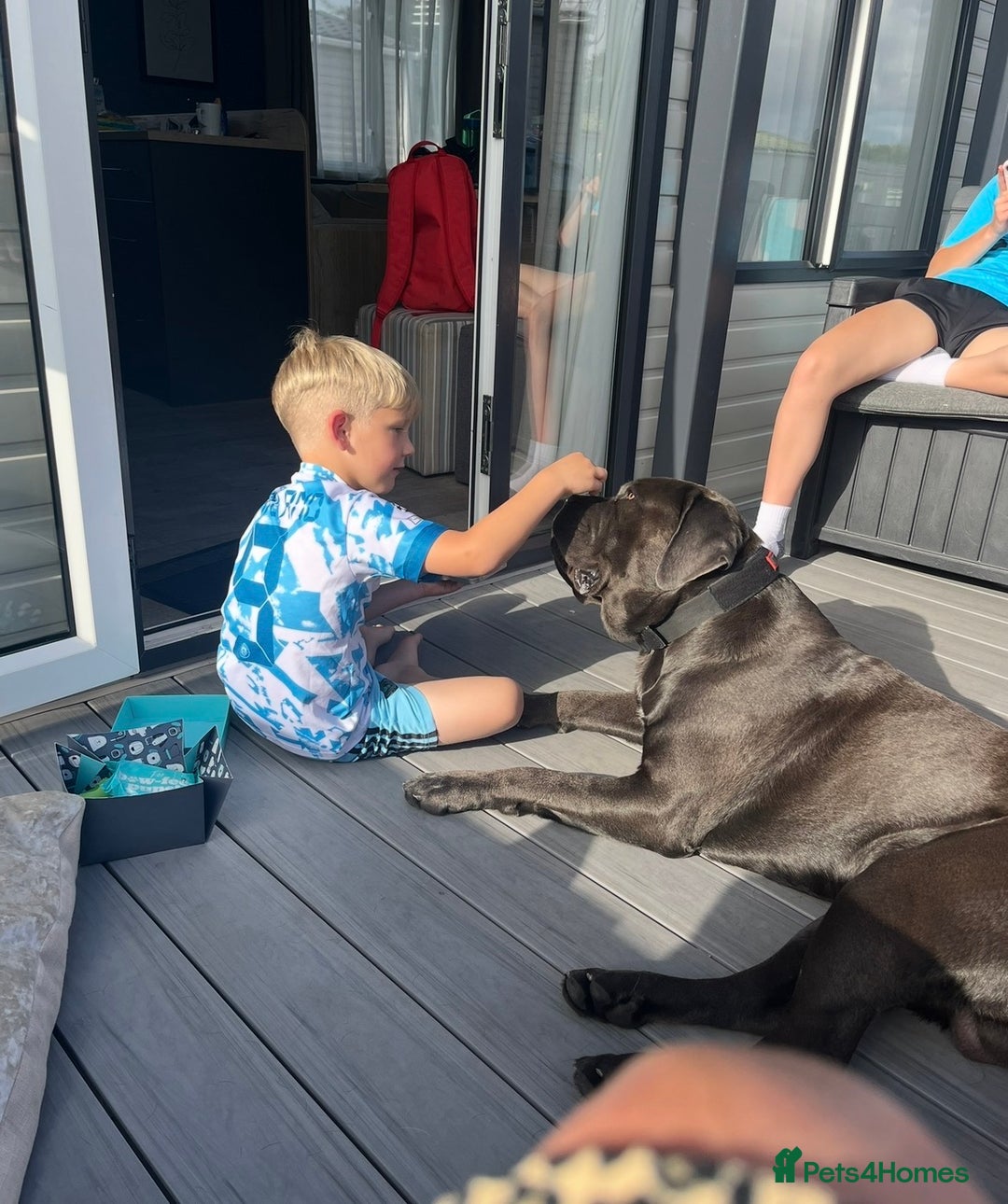 Cane Corso dogs for sale: Biff the Cane Corso gentle giant  - Advert 7