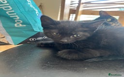 Mixed Breed cats for sale: 3 kittens for sale 1 boy 2 girls - Image 7