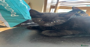 Mixed Breed cats - Advert 14