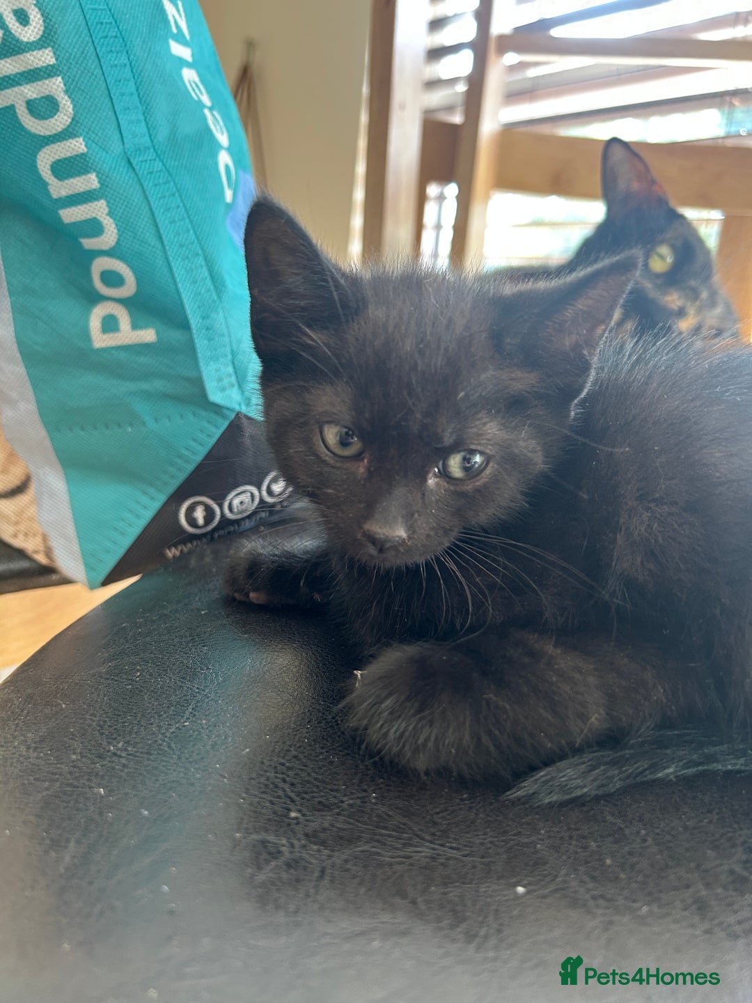 Mixed Breed cats for sale: 3 kittens for sale 1 boy 2 girls - Image 7