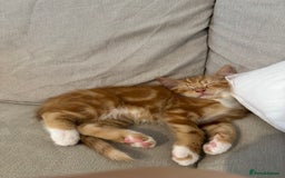 Domestic Shorthair cats for sale: 1 Male ginger & 1 female grey 🐱  - Image 3