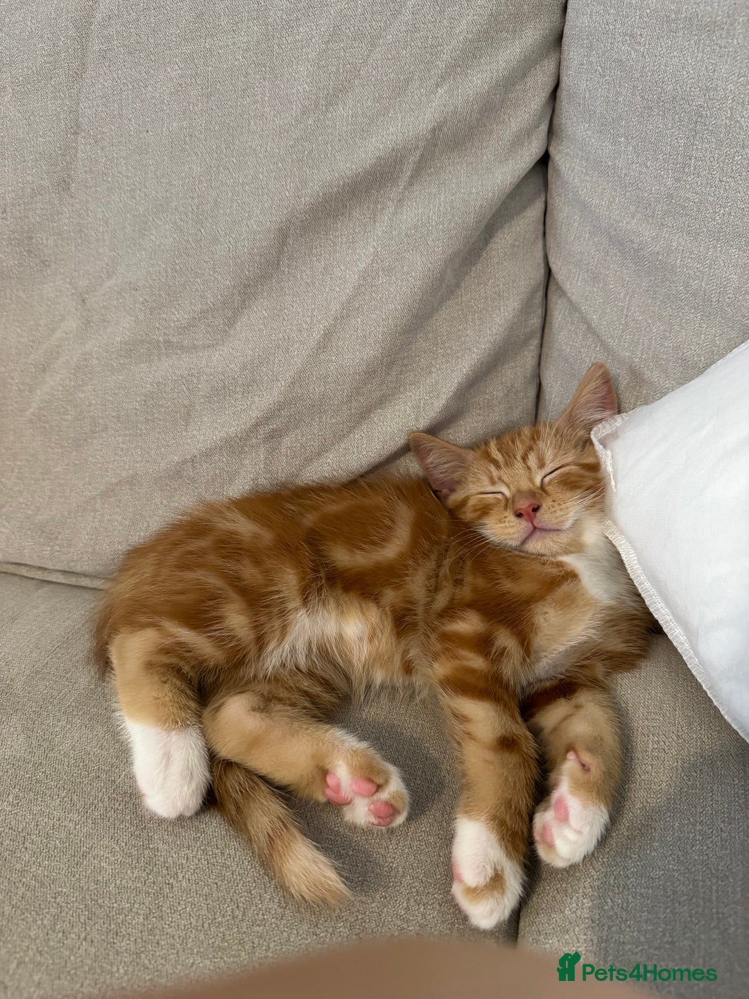 Domestic Shorthair cats for sale: 1 Male ginger & 1 female grey 🐱  - Image 3