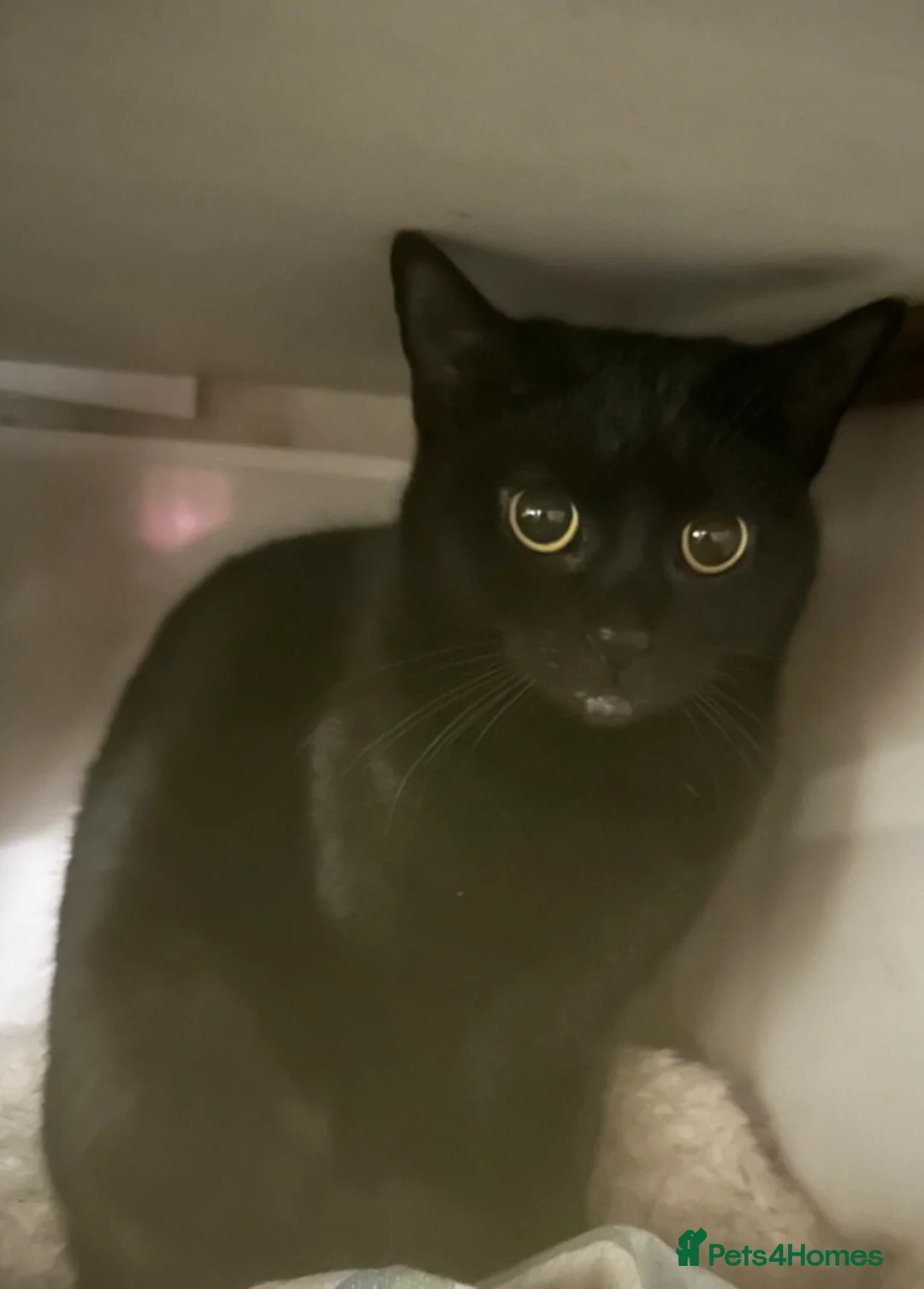 Mixed Breed cats for adoption: Hamish and Sally - Bonded Pair - Advert 2