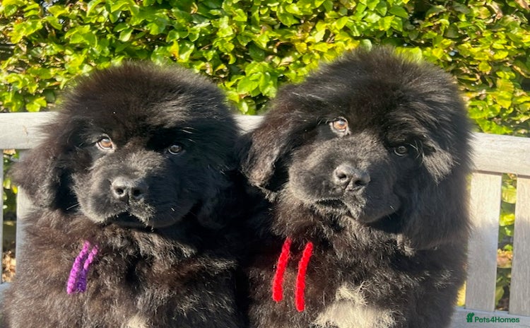 Newfoundland dogs - Advert 1