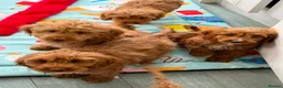Cockapoo dogs for sale: Gorgeous F1 Cockapoo puppies  - Advert 2