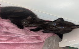 Mixed Breed cats for sale: 4 kittens for sale  - Image 2