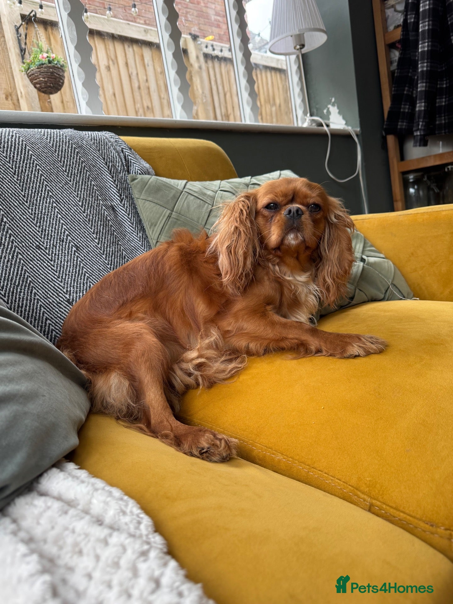 Cavalier King Charles Spaniel dogs Beautiful girl looking for her new home  - Advert 1