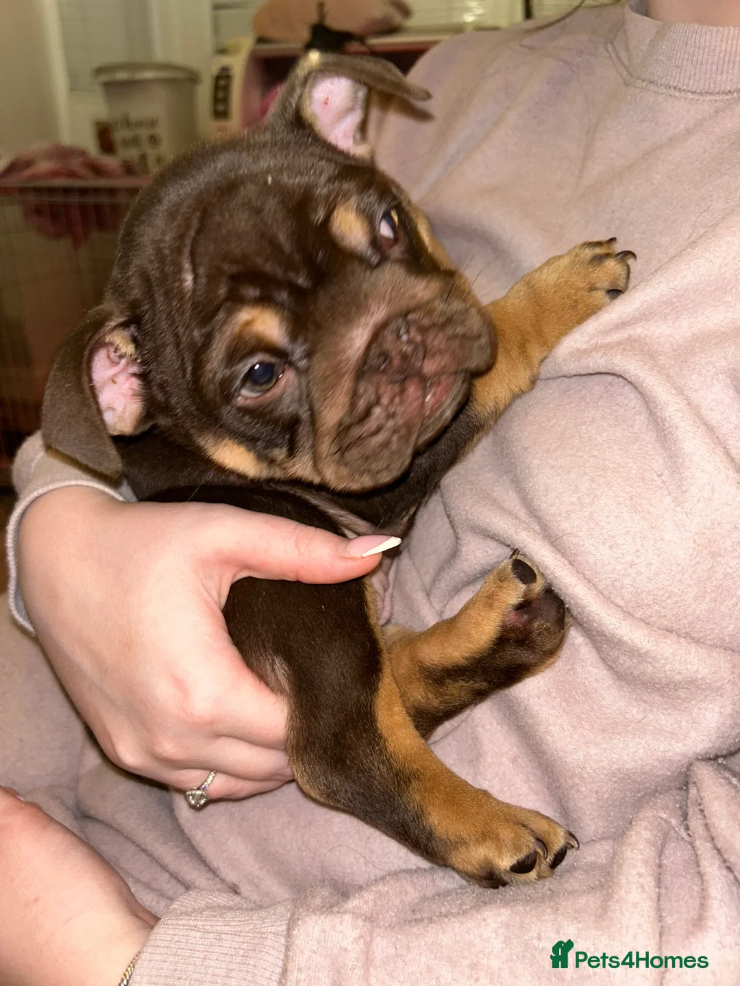 English Bulldog dogs for sale: KOBE X DARLA 5x SMALL COMPACT UNREAL🔥 - Advert 5