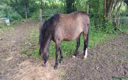 Welsh Section A horses for sale: Welsh Section A Mare Lead Rein pony - Image 2