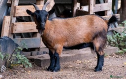 Goats livestock for sale: 3 male 2 female goats for sale .  - Image 11