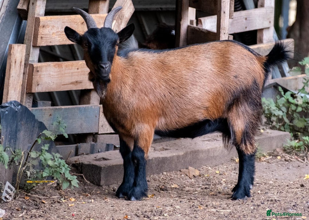 Goats livestock for sale: 3 male 2 female goats for sale .  - Image 11