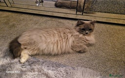RagaMuffin cats for sale: Ragamuffin female  - Image 1