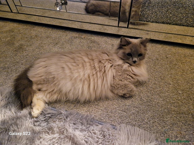 RagaMuffin cats - Advert 3