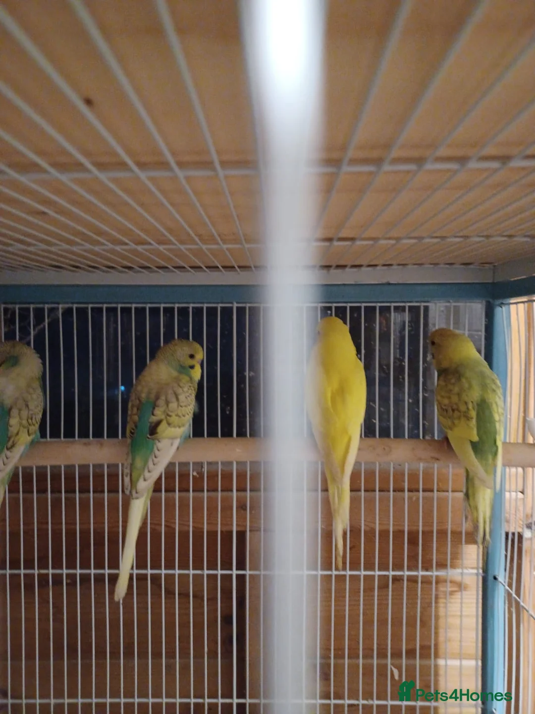 Budgerigars birds for sale: Baby Budgies - Advert 3