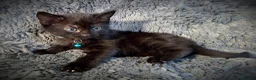 Mixed Breed cats for sale: 9 beautiful friendly kittens - Advert 13