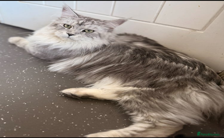 Maine Coon cats for sale in Manchester - Advert 1