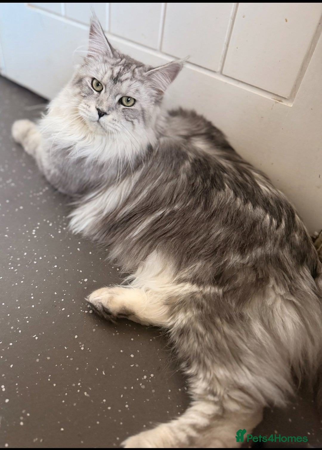Maine Coon cats for sale: Maine coons ready to go  in Manchester - Image 1