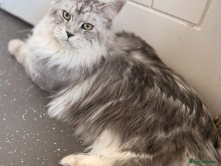 Maine Coon cats in Manchester - Advert 34