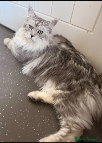 Maine Coon cats in Manchester - Advert 10