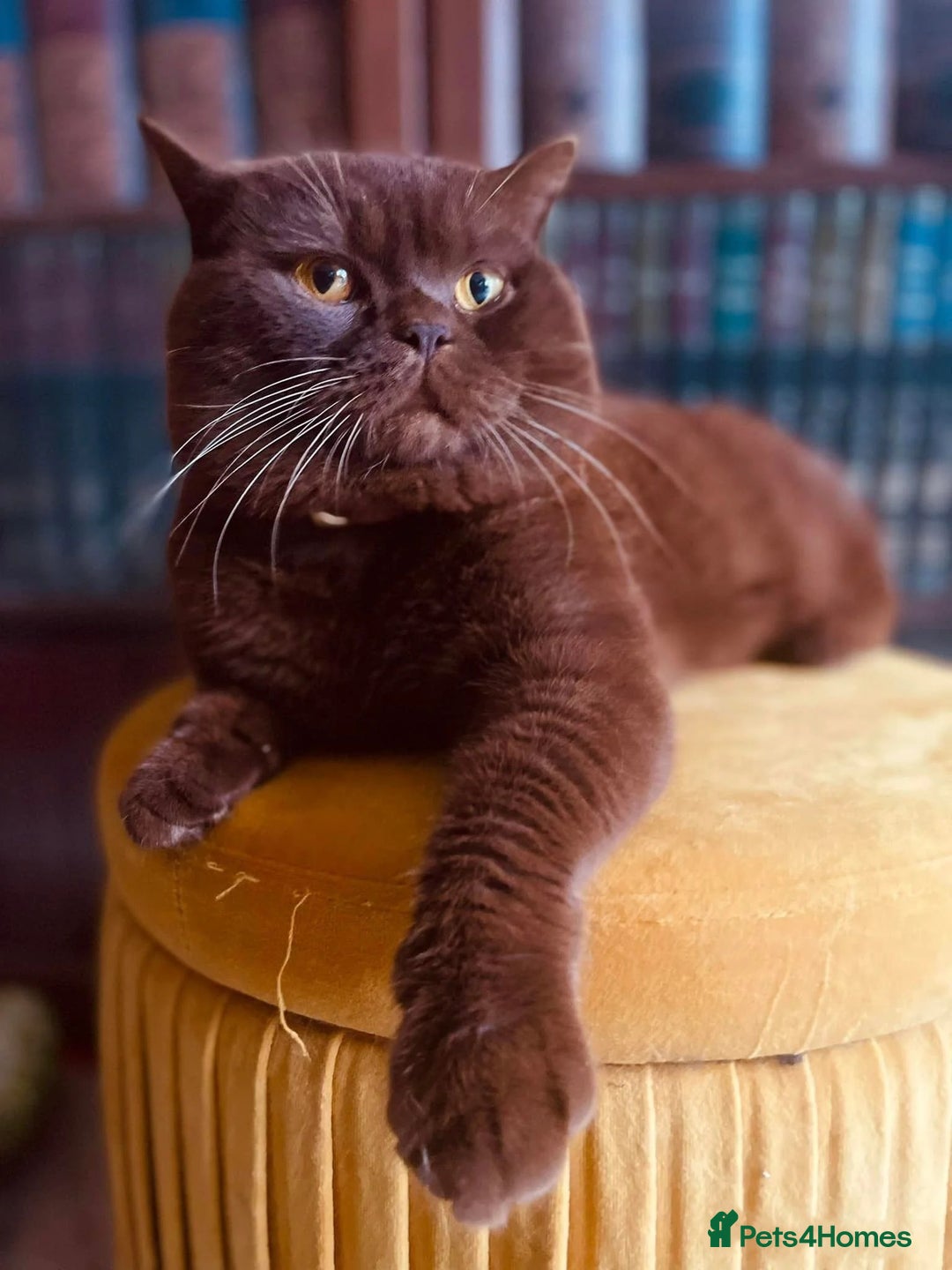 British Shorthair cats for sale: PURE BSH KITTENS READY NOW! - Image 33