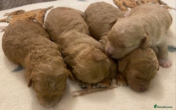 Cavapoo dogs for sale: Gorgeous Teddybear Cavapoo Puppies health checked  - Advert 8