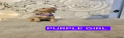Miniature Dachshund dogs for sale: (LAST 2 PRICE REDUCED £900!) KC Reg Mini Dachshund - Advert 22