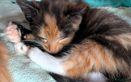 Ragdoll cats for sale: Half ragdoll kittens for sale - Image 2
