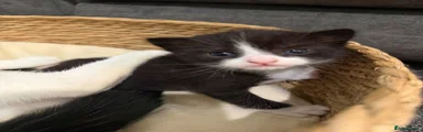 Domestic Shorthair 2