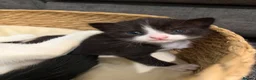 Domestic Shorthair cats for sale: Kittens in Deal - Advert 4