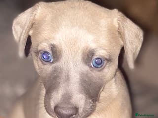 Whippet dogs Male whippet puppy - Advert 2