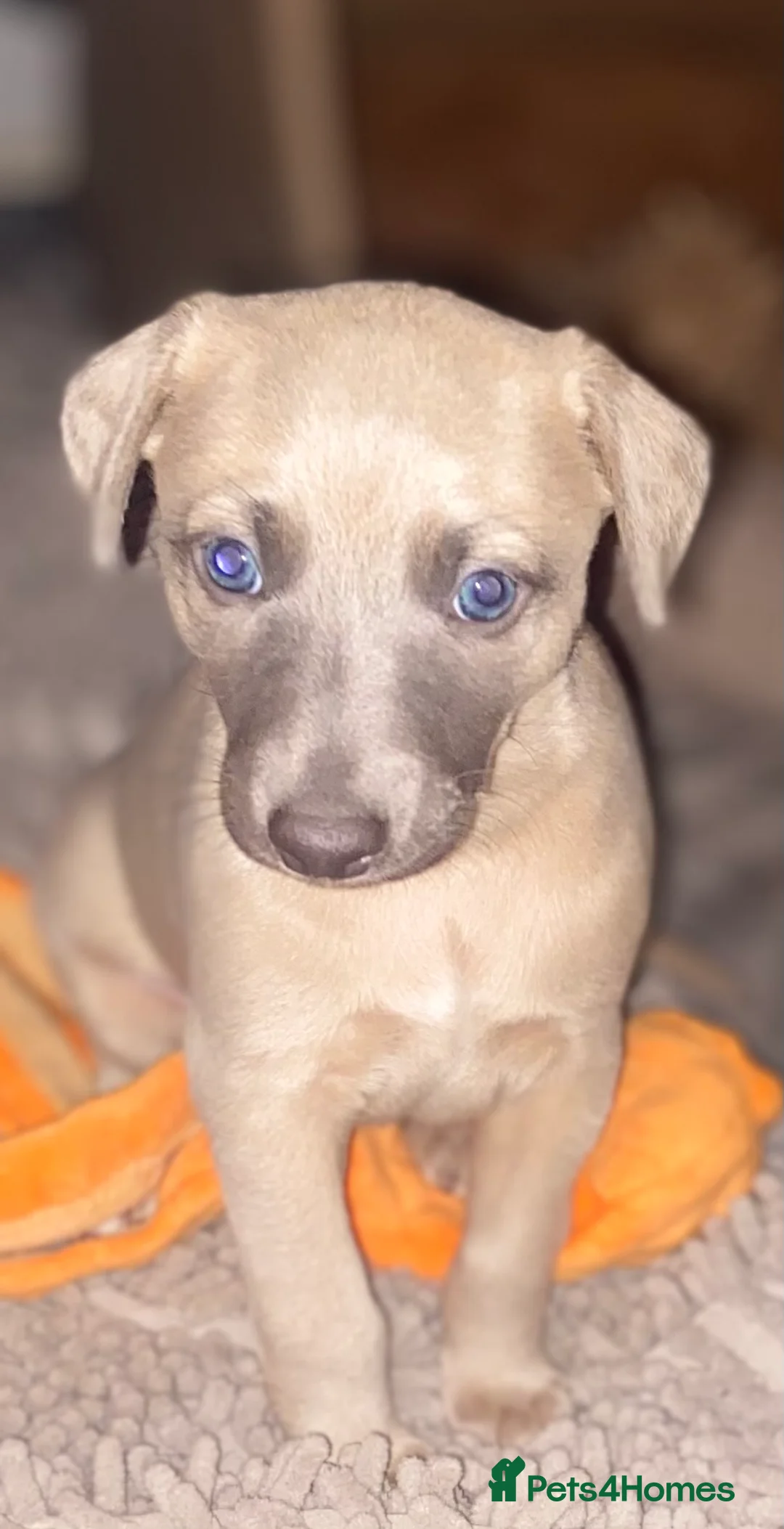 Whippet dogs for sale: SOLD -Male whippet puppy - Advert 1