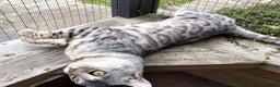Bengal cats for sale: Outstanding ACTIVE Silver rosetted Bengal boy  - Advert 5