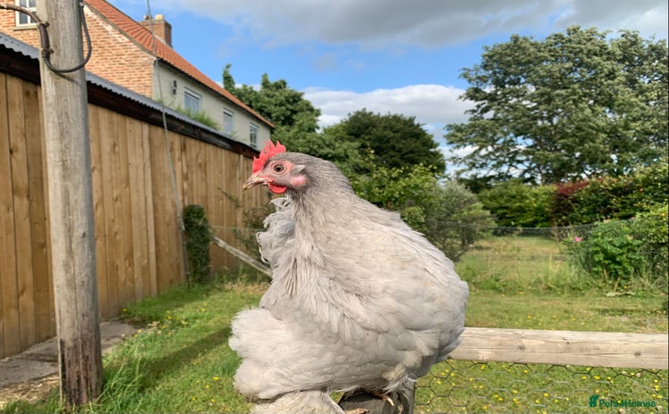Chickens poultry - Advert 9