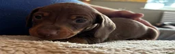 Miniature Dachshund dogs for sale: Adorable litter of Miniature Dachshund Puppies - Advert 6