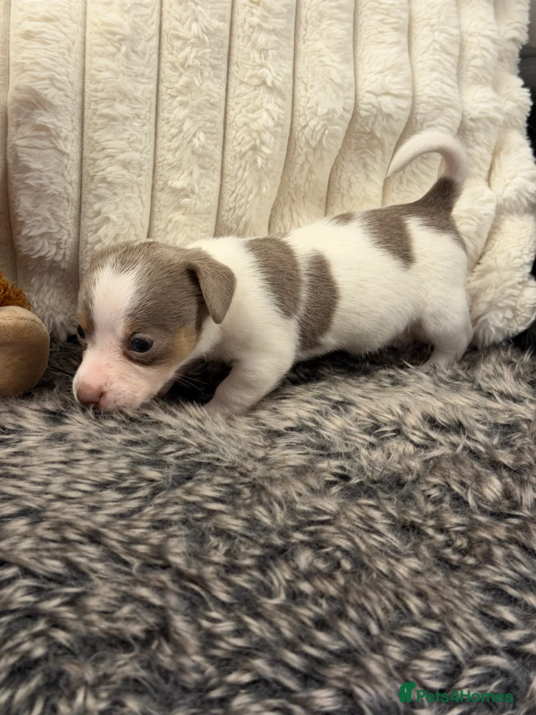 Jack Russell dogs for sale: DONJACKS - fully health tested miniature puppies  - Advert 17