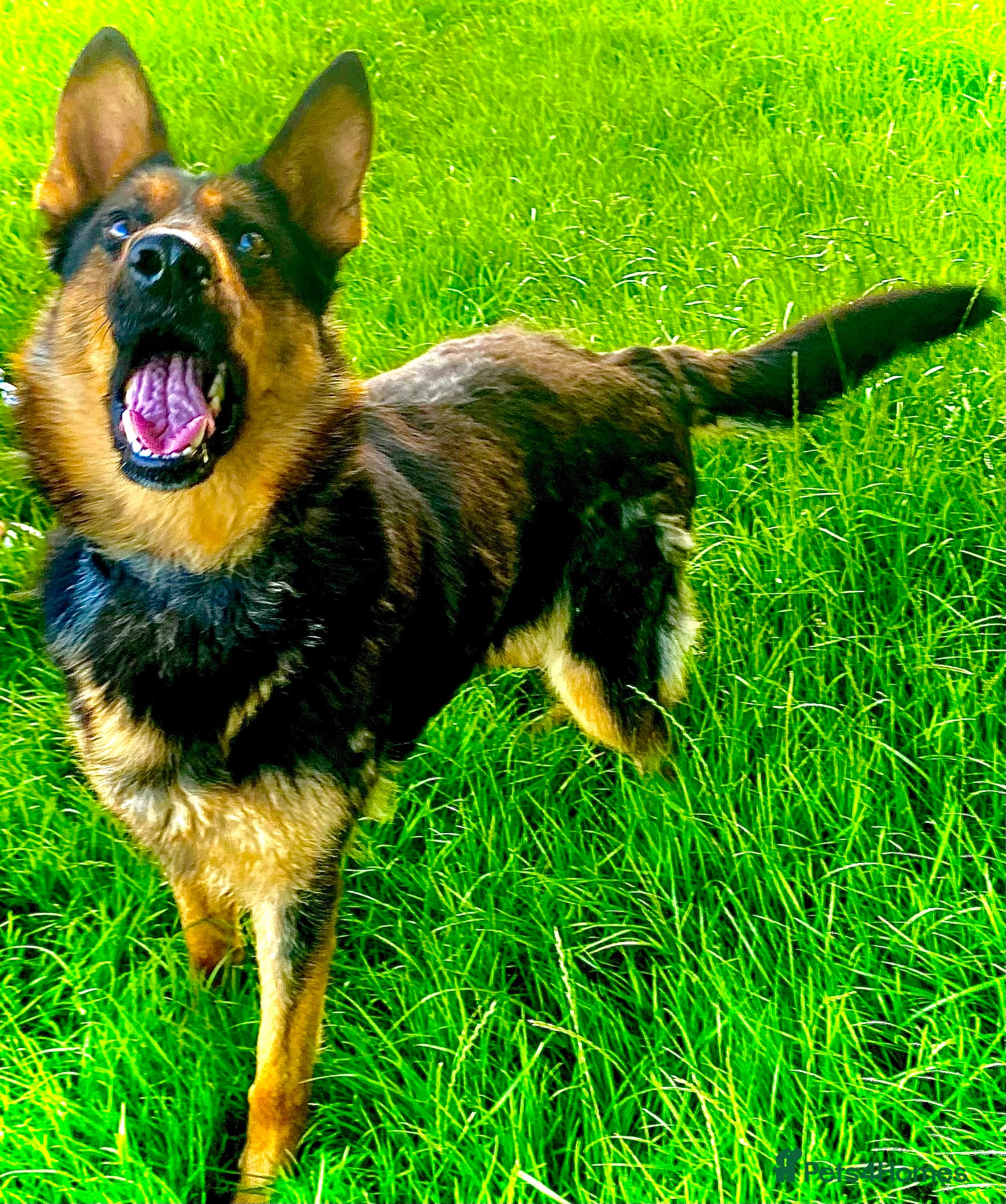 German Shepherd dogs Female German Shepherd - Advert 1