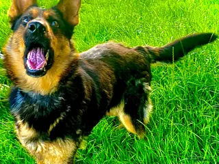 German Shepherd dogs Female German Shepherd - Advert 1