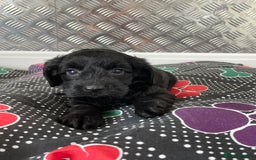 Cockapoo dogs for sale: F1 Cockapoos for sale  - Image 18
