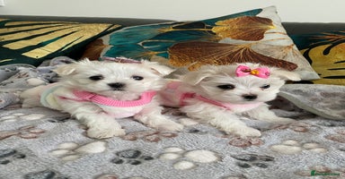 Maltese dogs - Advert 2