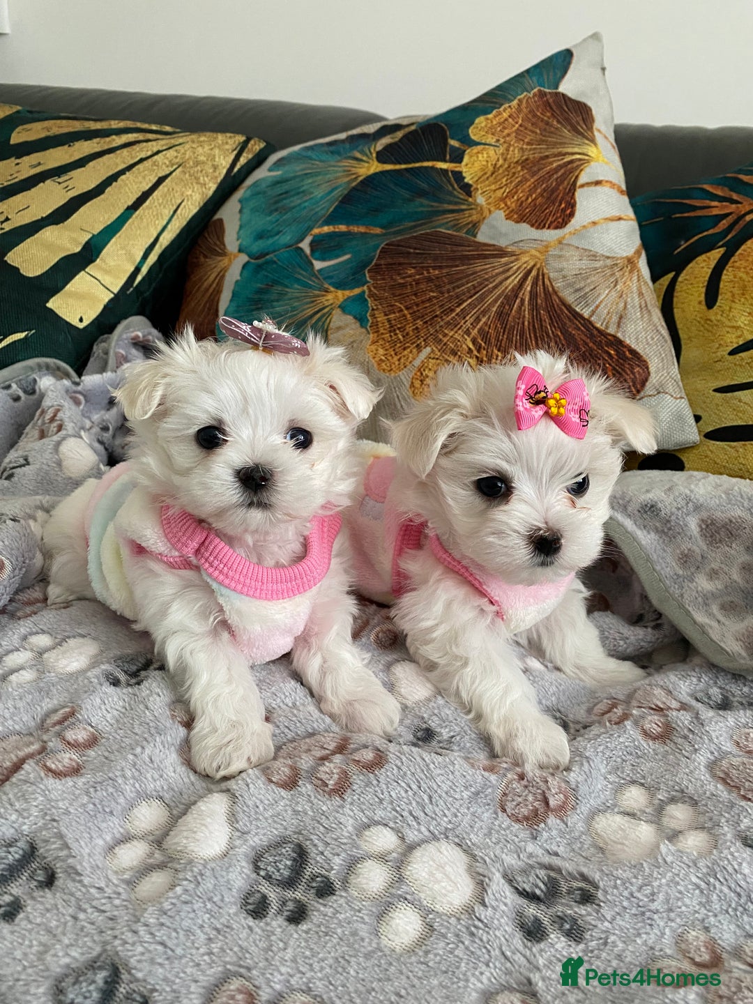 Maltese dogs for sale: 🌟KC STUNNING half-Korean Maltese puppies 🌟 - Image 3