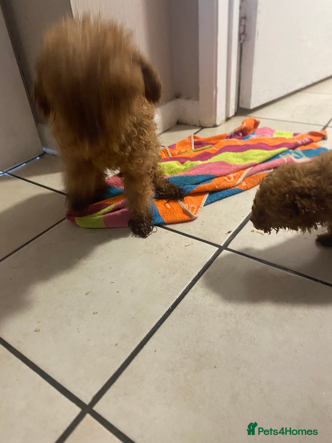 Toy Poodle dogs for sale: Toy poodle puppies  - Advert 10