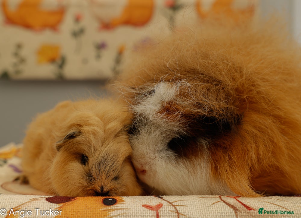 Guinea Pig rodents Pedigree Swiss Father + Son - Advert 1