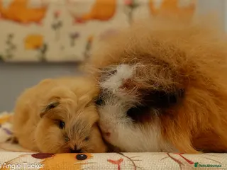 Guinea Pig rodents Pedigree Swiss Father + Son - Advert 1