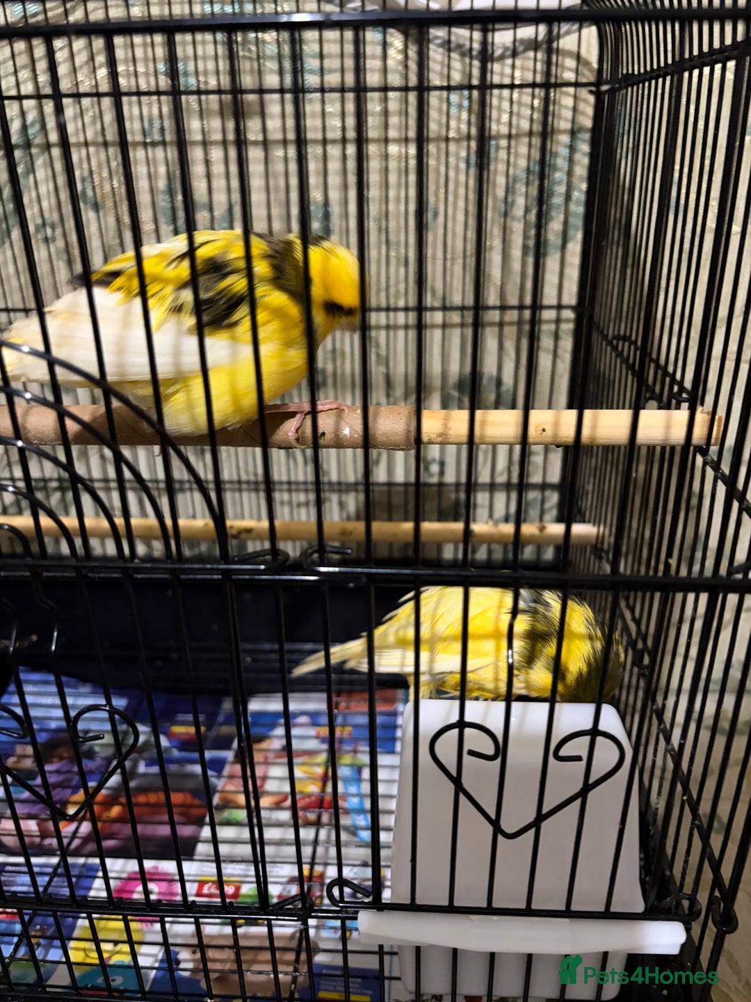 Canaries birds for sale: Border buff pair canaries  - Advert 8