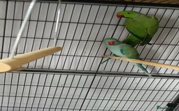 Ringnecks birds for sale: Pair of ringnecks - Image 5