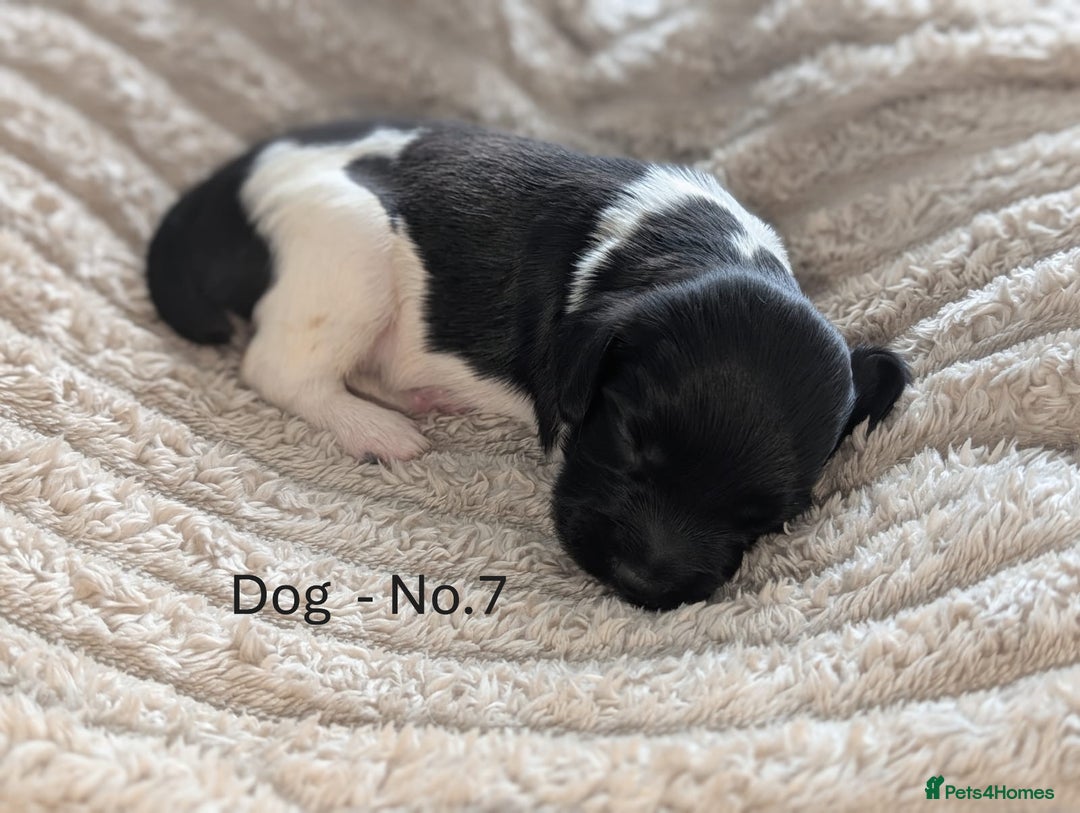 English Springer Spaniel dogs for sale: Springer Spaniel Puppies For Sale! - Image 4
