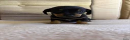 Jackshund dogs for sale: 4 jackrussel x dachshund puppy’s  in King's Lynn - Advert 5
